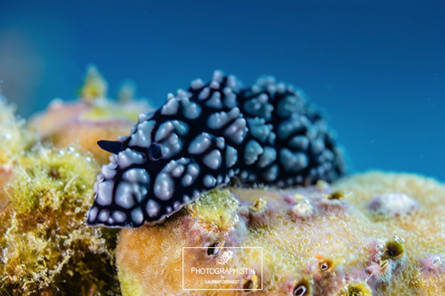 2012 PHILIPPINES - Moalboal
Nudibranche 2012 PHILIPPINES - Moalboal
Nudibranche